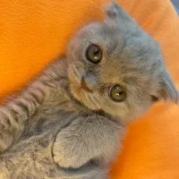 بچه گربه بریتیش اسکاتیش