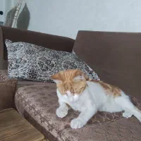 گربه