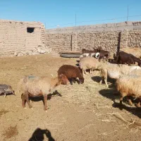 گوسفندداشتی|حیوانات مزرعه|نوده انقلاب, |دیوار