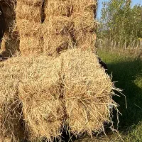 سرچینای خشک هاشمی