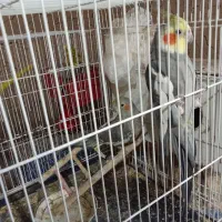 یک جفت عروس هلندی سیامون سالم|پرنده|خواف, |دیوار