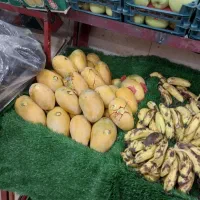 شاگرد ساده