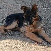 توله سگ ژرمن