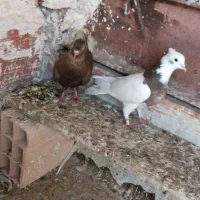 کفتر|پرنده|بجنورد, |دیوار