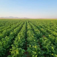 زمین کشاورزی|اجارهٔ دفتر صنعتی، کشاورزی، تجاری|کبودرآهنگ, |دیوار