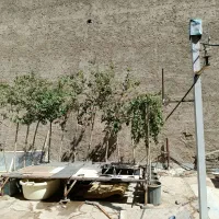 تعدادی نهال توت و گل تزیینی و کاج و...