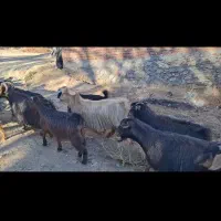 بوزگوشتی|حیوانات مزرعه|مریوان, |دیوار