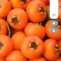 خرمالورودرخت ارگانیگ ارگانیگ|خوردنی و آشامیدنی|رشت, آب و برق|دیوار
