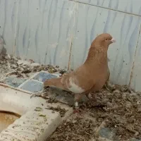 سرگ زرد پلاکی پلاکی|پرنده|برازجان, |دیوار