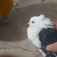 کفتر دم صحرایی چشم تابه تا|پرنده|کنگاور, |دیوار