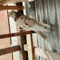 کفترسرور گنجه|پرنده|تهران, مشیریه|دیوار