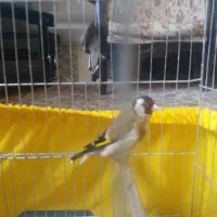 سهره ماده|پرنده|ری, شهید غیوری (ابن باویه)|دیوار