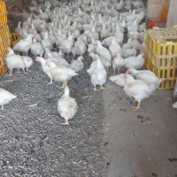 مرغ گوشتی شهرستان قیمت ۱۸۵ تخفیف ویژه