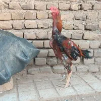 خروس لاری|حیوانات مزرعه|تربت جام, بسیجیان|دیوار