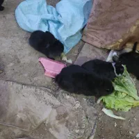 خرگوش پشمالو  لوپ اصل|موش و خرگوش|تربت‌حیدریه, حاجی یار‎|دیوار