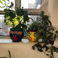 گلهای شاداب