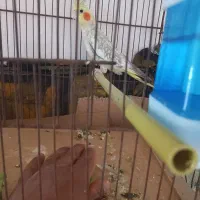 فروش عروس هلندی