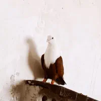 مخمل سرخ مخمل سیاه