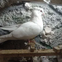 کبوتر|پرنده|عجب شیر, |دیوار