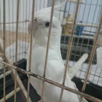 عروس هلندی‌طوطی