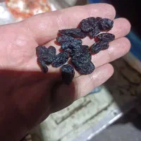 کشمش مویز|خوردنی و آشامیدنی|تبریز, |دیوار