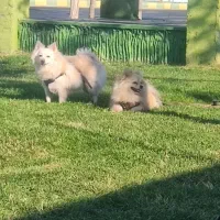 سگ پامرین تربیت شده