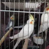 عروس هلندی|پرنده|ری, اقدسیه|دیوار