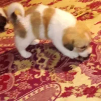 سگ پاکوتاه شیتزو