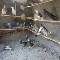 جوجه کفتر پرشی|پرنده|کاشان, کوچه باسکول|دیوار