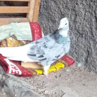 کفتر اشعل سرور نر گرفتنی