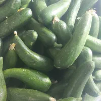 خیار بوته ای محلی