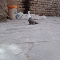 کبوتر|پرنده|نیشابور, شهرک اندیشه|دیوار