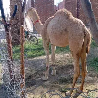 مجی رودباری عاقل برا داشتی حرف نداره