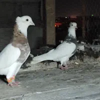 کفتر نقش خوشگل|پرنده|کرمان, |دیوار