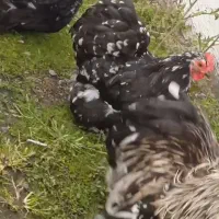 یه جفت کبوتر پرشی