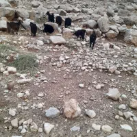 بزغاله نر تمیز کوهی|حیوانات مزرعه|اندیمشک, |دیوار