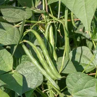چیدن لوبیا ،سیب ،چغندرو سایر