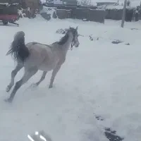 اسب|اسب و تجهیزات اسب‌سواری|سلطانیه, |دیوار