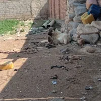 سگ ۱۱ ماهه