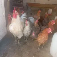 مرغ درست محلی تخمگذار