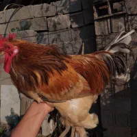 خروس|حیوانات مزرعه|فومن, |دیوار