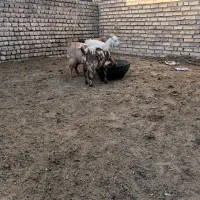 ۳عدد بزغاله|حیوانات مزرعه|نیشابور, ریوند|دیوار