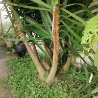 گل یوکا|گل و گیاه طبیعی|آستانه اشرفیه, |دیوار