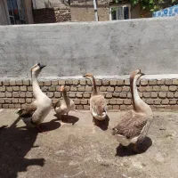 دوتاقوغازنردونی ۳۵۰۰