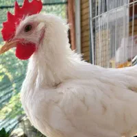 خروس خونگی