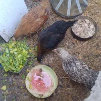 مرغ طاقچه سالم