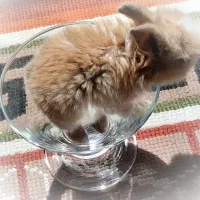 فروش خرگوش مینیاتوری