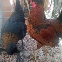 خروس|حیوانات مزرعه|ایلام, |دیوار