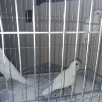 طوطی کوتوله برزیلی.نژاد آلبینو|پرنده|اصفهان, آبشار|دیوار