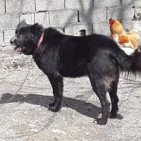 سگ گله  سرابی نگهبان رشت جانبازان